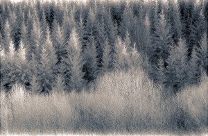 062_trær